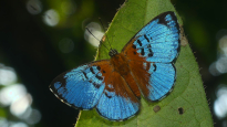 Ancyluris formosissima