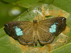 Argyrogrammana barine