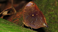 Bia peruana