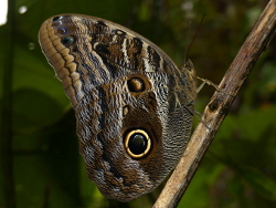 Caligo illioneus