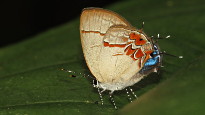 Calycopis malta