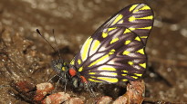 Catasticta reducta