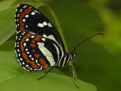 Elzunia pavonii