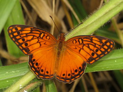 Euptoieta hegesia