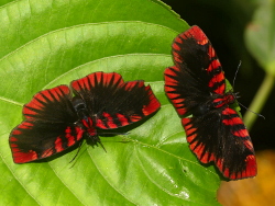 Haemactis sanguinalis