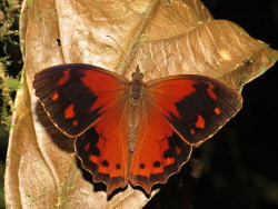 Lasiophila orbifera