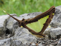 Neographium leucaspis