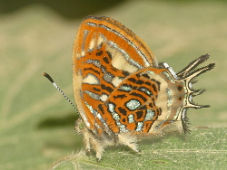 Sarota neglecta