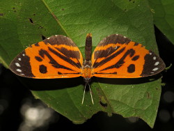 Stalachtis calliope