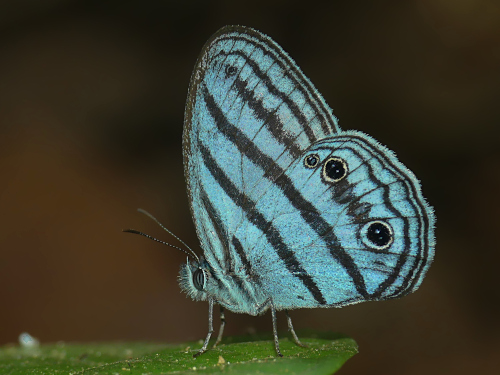 Caeruleuptychia brixius