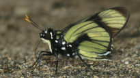 Chloeria psittacina