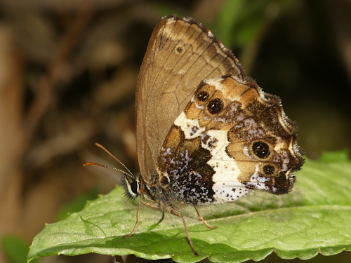 Moneuptychia umuarama