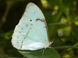 Morpho epistrophus