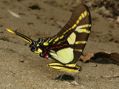 Neographium thyastes